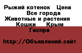 Рыжий котенок › Цена ­ 1 - Все города Животные и растения » Кошки   . Крым,Гаспра